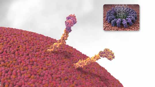 Il deficit di proteine regolatrici sulla superficie cellulare provoca un aumento della sensibilità al complemento I cloni EPN sono definiti come cellule EPN con una carenza di proteine che richiedono