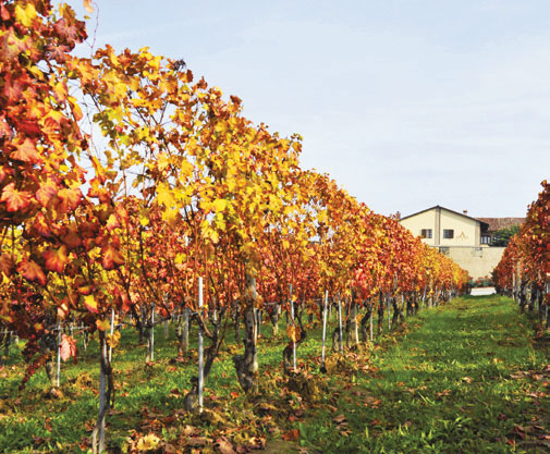 6 Amalia Le Langhe sono una terra di tesori, e un ideale punto di partenza per avventurarsi alla loro scoperta è proprio Amalia Cascina in Langa, in località S. Anna sulle colline di Monforte d Alba.