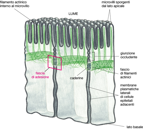 Giunzioni cellulari Epitelio intestinale (es.