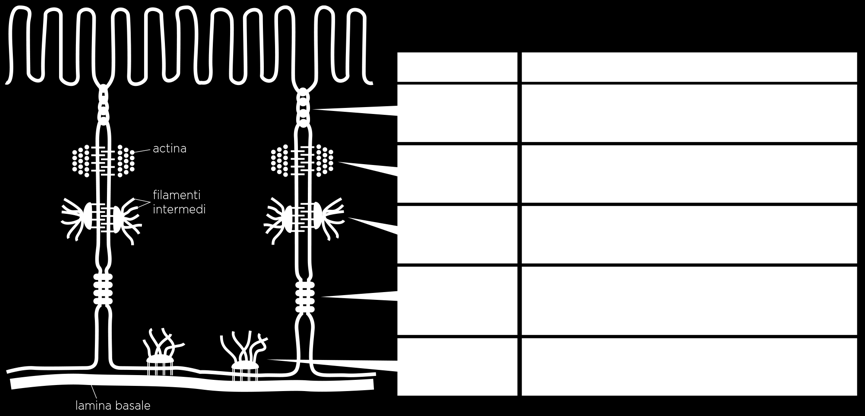 Specifici segnali (neurotrasmettitori, Ca++, ph) possono far chiudere o aprire le giunzioni comunicanti.