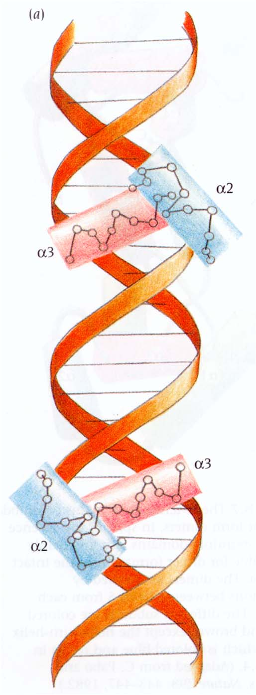 Motivi α: α-loop-α Un particolare motivo α-loop-α è caratteristico di alcune proteine che riconoscono e legano specifiche zone di DNA.