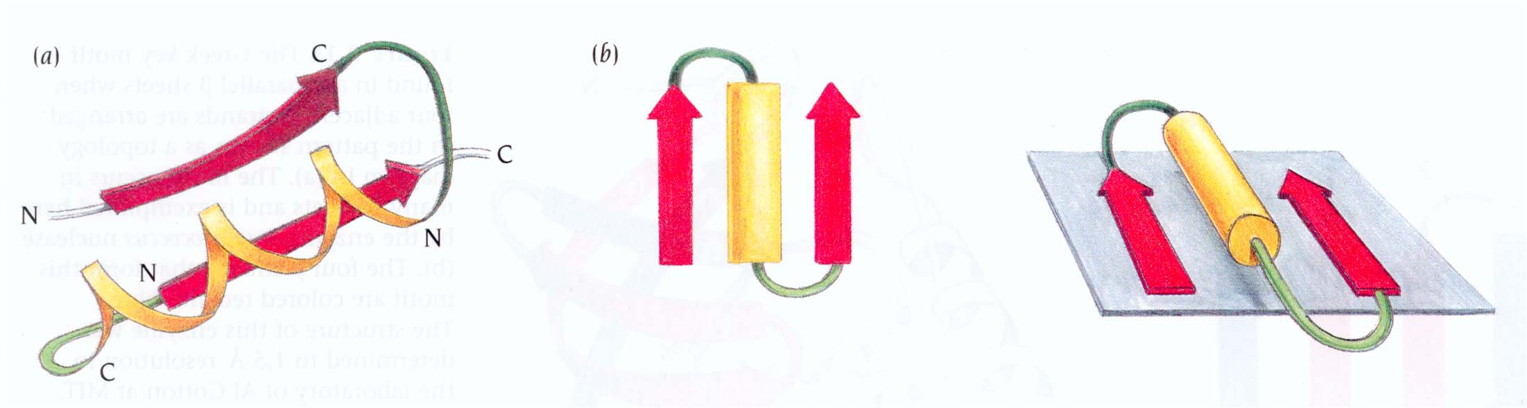 Motivi α/β: Cross over connection Alla base dei motivi α/β sta il modo in cui 2 filamenti β paralleli vengono collegati.