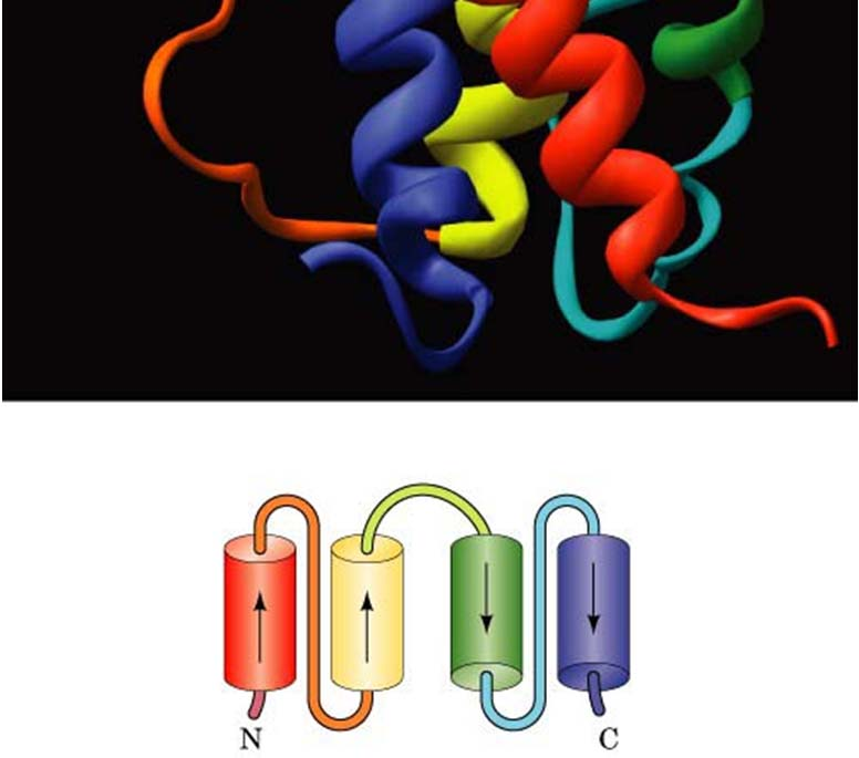 Treccia di α-eliche (α-helical bundle) (D. Voet, J.G.