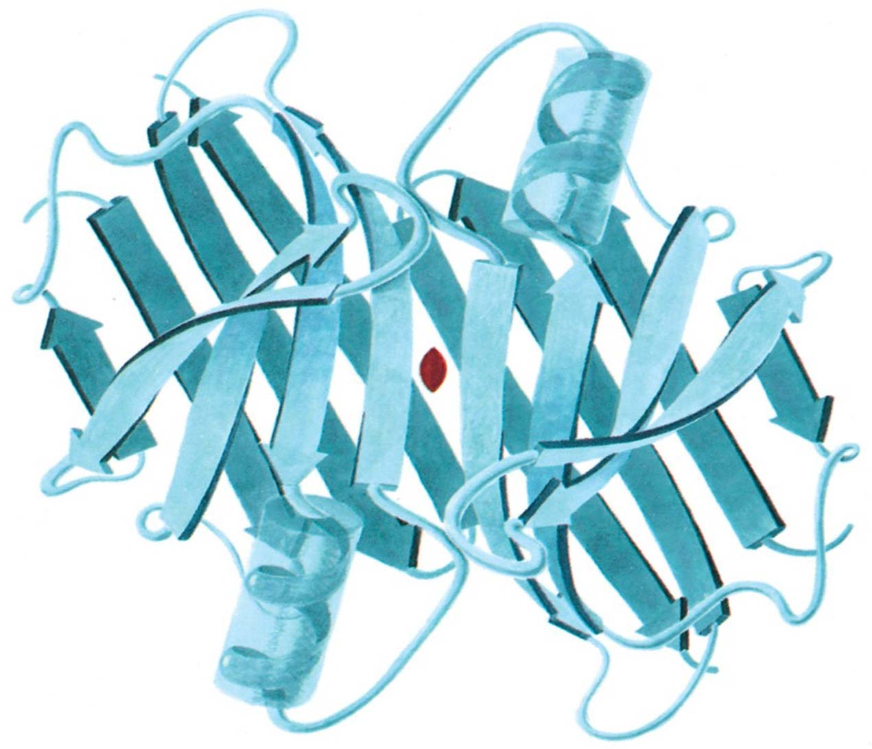 Simmetrie nelle strutture quaternarie delle