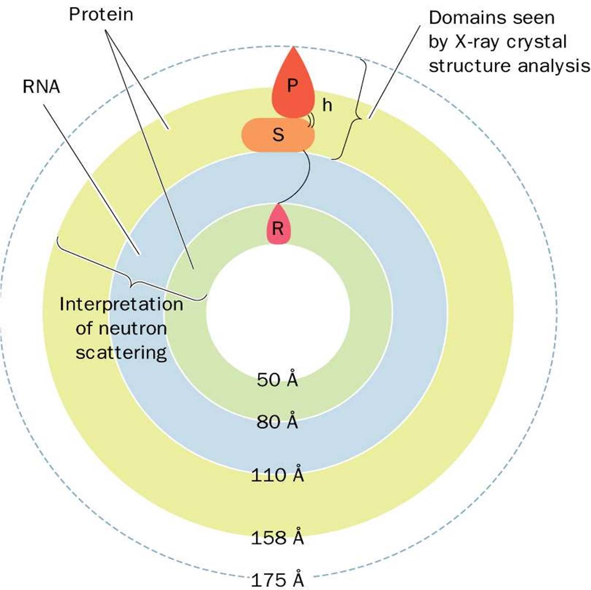 Radial organization of TBSV indicating the distribution of its protein and