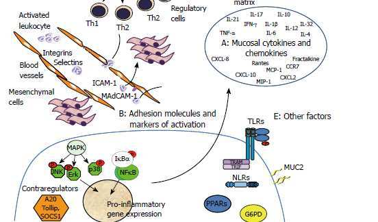 Conclusioni: modifiche sistema immunitario Cellule-dendritiche Correzione Th1/Th2 T regolatorie 1 Neutrofili CD10+ Monociti CD14+CD16+ 4 Citochine infiammatorie