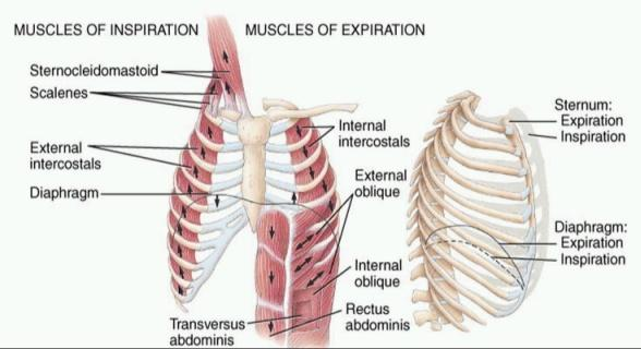 Muscoli intercostali esterni: durante l inspirazione sollevano le coste verso l alto e esterno.