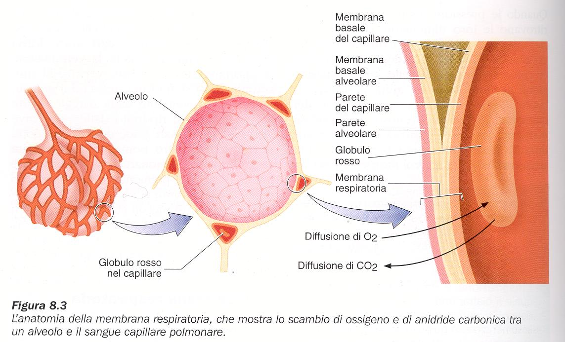 Membrana respiratoria (membrana