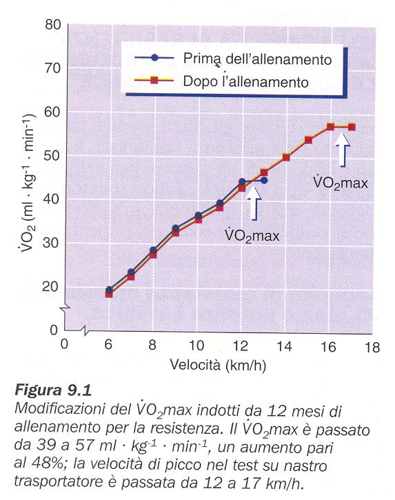 Resistenza Adattamenti cardiorespiratori all allenamento Allenamento 12 mesi Resistenza muscolare Resistenza cardiorespiratoria Capacità di resistenza massimale: VO 2 max o potenza aerobica VO 2 max