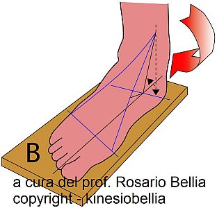 Dalle cinque sezioni riportate si può osservare come le ossa del piede siano disposte con geometria elicoidale.