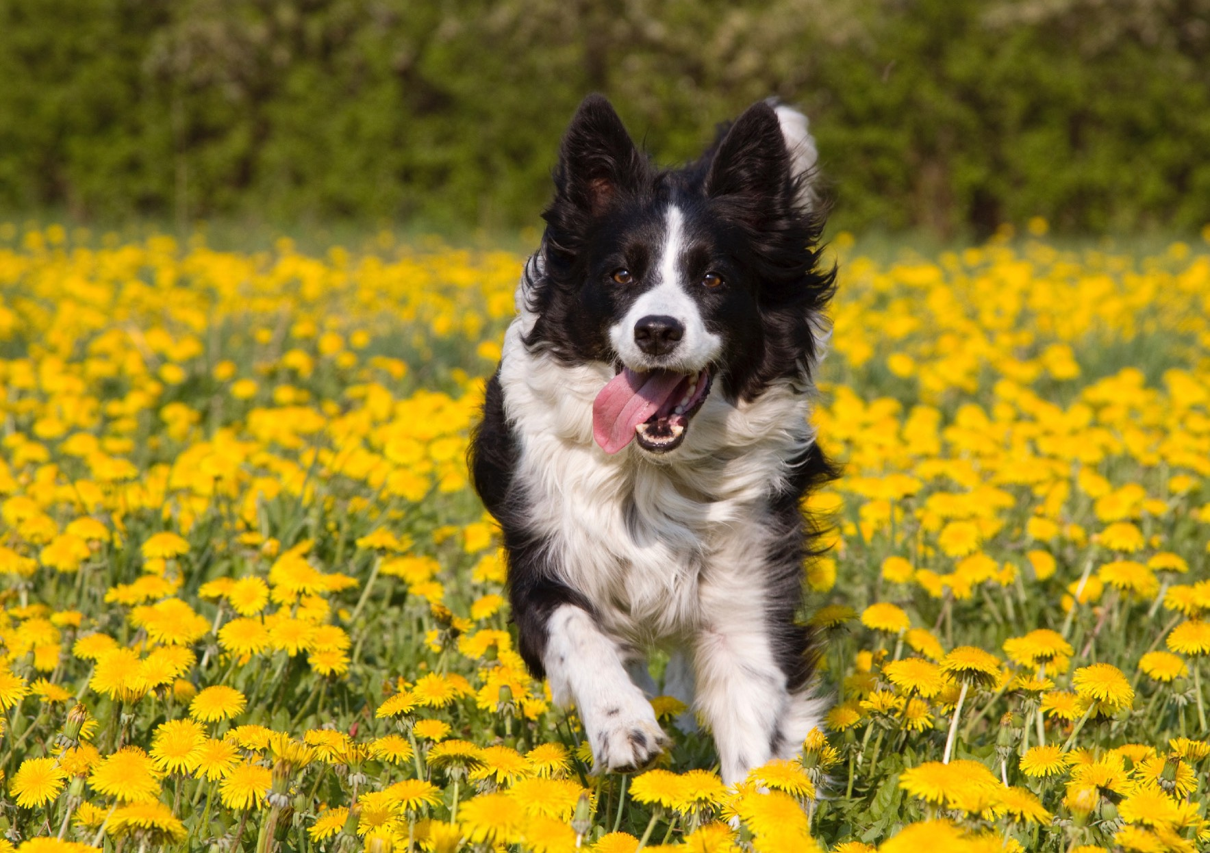 Guinzaglio Canny Recall Esercitandoci regolarmente nel parco con il Guinzaglio Canny Recall, non è trascorso molto tempo prima che Radar, il mio Border Collie distratto, s interessasse