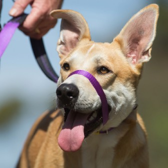 Guinzaglio Canny CONNECT Appositamente sviluppato per l uso con il Canny Collar Colori coordinati in abbinamento Maniglia e prese imbottite per un maggiore comfort Per legare il vostro cane in