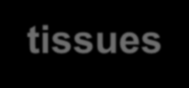 Donazioni tessuti 2010 - Muscoloscheletrico European Registry of Competent Authorities for tissues and cells gestito dal CNT 79