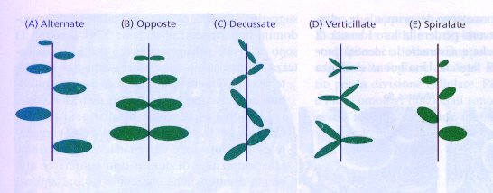 Le appendici laterali del germoglio (foglie e gemme) sono il risultato della divisione di cellule negli strati L1 e L2, in regioni specifiche dell apice Queste regioni a più alta divisione cellulare