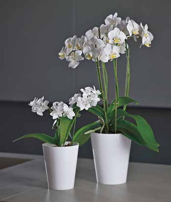 clivo orchidea vaso pot pflanzkübel maceta pot art.
