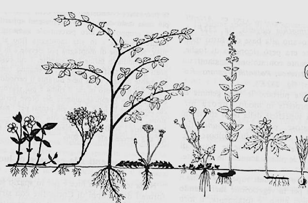 Durante l inverno, le piante erbacee perenni sacrificano almeno la parte dei germogli che si protrude più verso l esterno, a contatto con l aria.