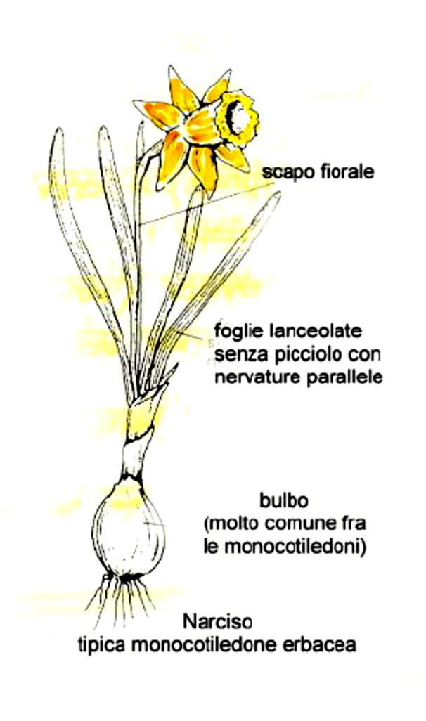 3) Bulbi Germogli sotterranei. Paragonabili ad un intera pianta con fusto modificato estremamente raccorciato, con foglie squamose ispessite e carnose (catafilli).