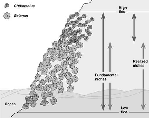 Competizione tra cirripedi sulle scogliere Connell, J.H. (1961) The effects of competition, predation by Thais lapillusand other factors on natural populations of the barnacle, Balanus balanoides.