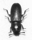 Tilman e la competizione tra diatomee Synedra ulna Asterionella formosa Tilman, D. (1981) Competition and nutrient kinetics along a temperature gradient.