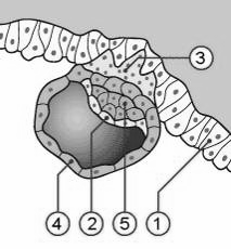 Impianto: 6-7 giorno Seconda settimana 1-Epithelium of the uterine mucosa