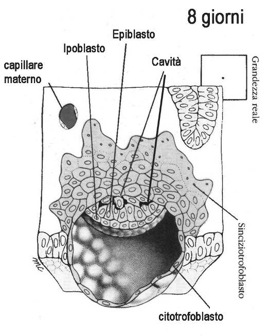 Seconda settimana Formazione del disco embrionale A 8 gg, all interno della massa cellulare interna compaiono piccole cavità piene di liquido che poi confluiscono nella cavità amniotica.