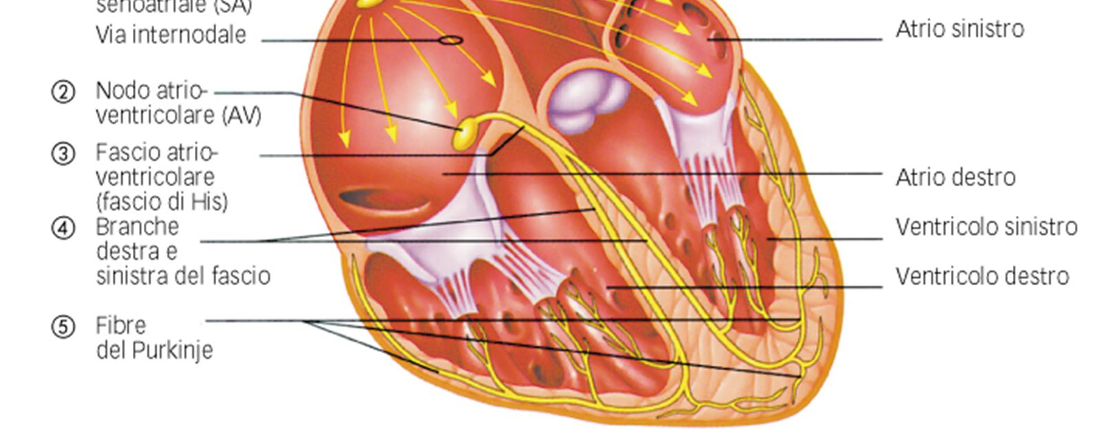 Generazione e conduzione dell eccitamento cardiaco Il sincronismo di contrazione delle cellule miocardiche deriva da: -