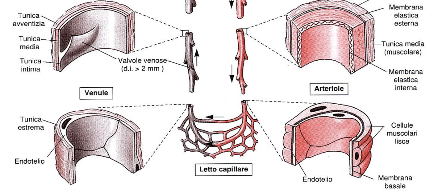 Le arterie Struttura delle arterie e delle vene Tunica avventizia: rivestimento esterno fibroso Tunica media: muscolo liscio a strati radiali e longitudinali Tunica intima: fibre