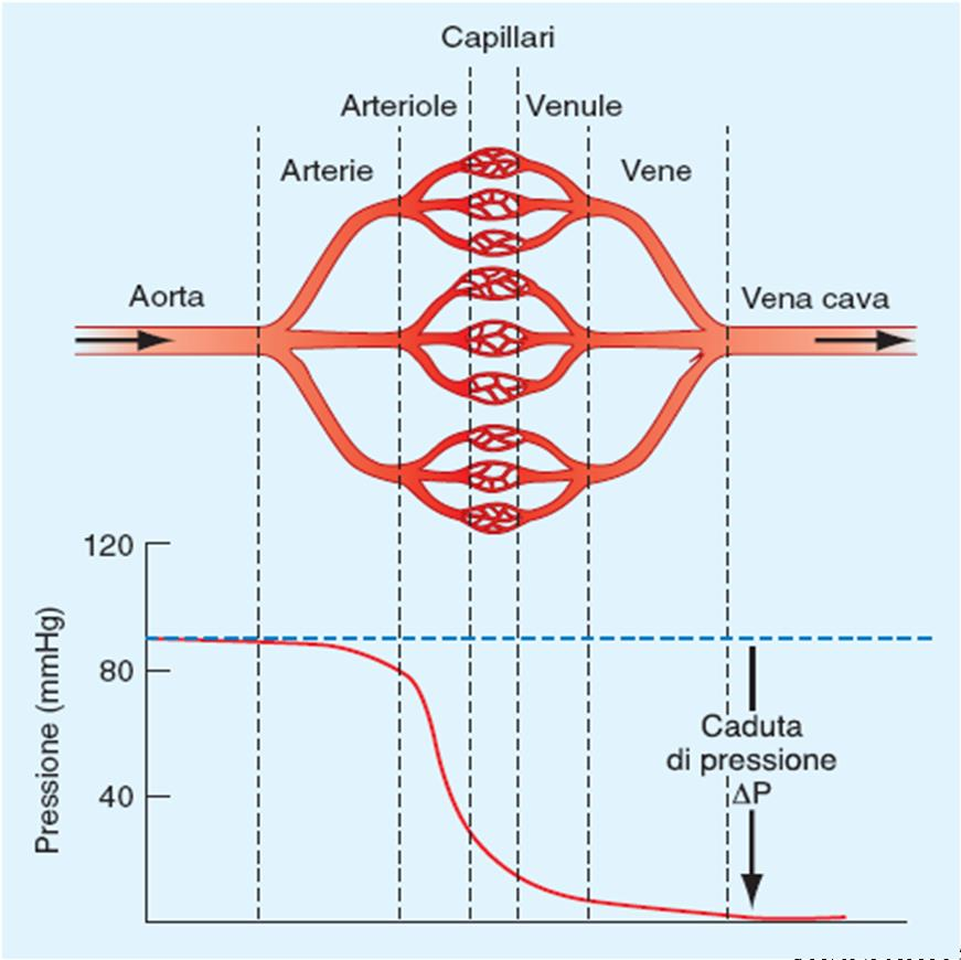 Relazioni tra area, velocità e pressione dei diversi distretti del sistema circolatorio Per la legge di Leonardo: A v = cost se A aumenta, v diminuisce Per la legge di Poiseuille: P è proporzionale a