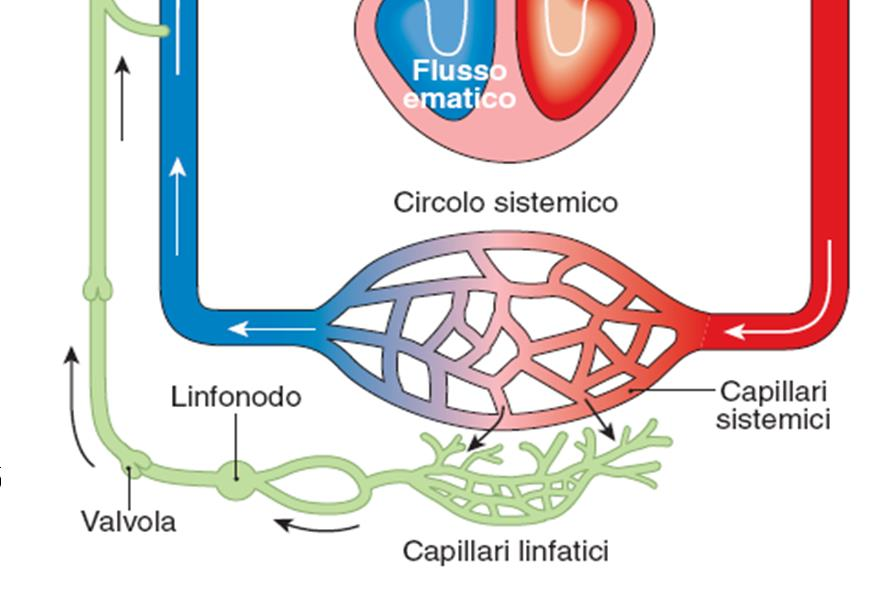 Il sistema linfatico recupera i liquidi e le sostanze filtrate e non riassorbite dai capillari Il circolo linfatico I capillari linfatici a fondo cieco raccolgono i liquidi e le sostanze