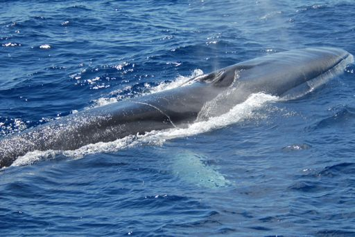 Censimento cetacei nel Santuario Pelagos Greenpeace italia e ISPRA