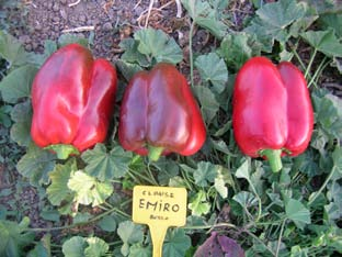 Emiro Varietà a bacca semilunga rossa con pianta di altezza medio bassa e portamento tendenzialmente prostrato.