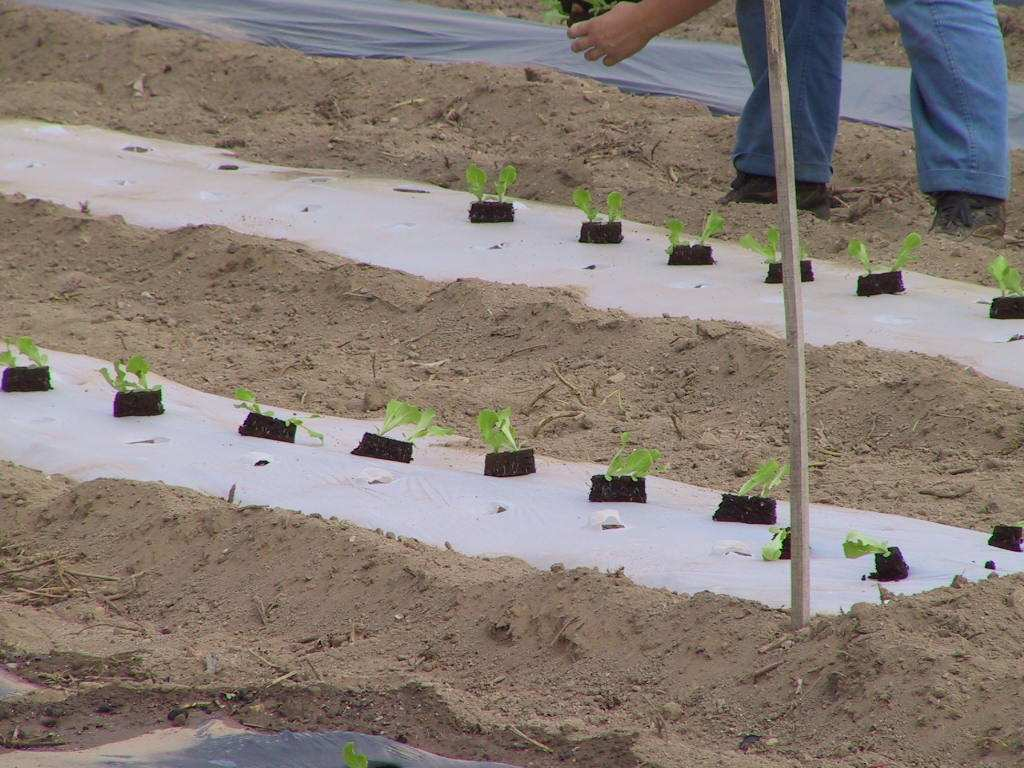 FILM - Schema adottato in tutte le attività: blocchi randomizzati, con 4 replicazioni da 25-300 m 2 ciascuna. Ogni film è stato saggiato almeno tre volte sulla stessa coltura.