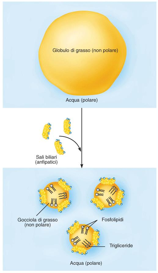 Emulsione