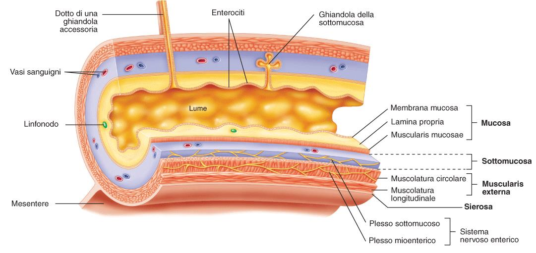 Struttura della