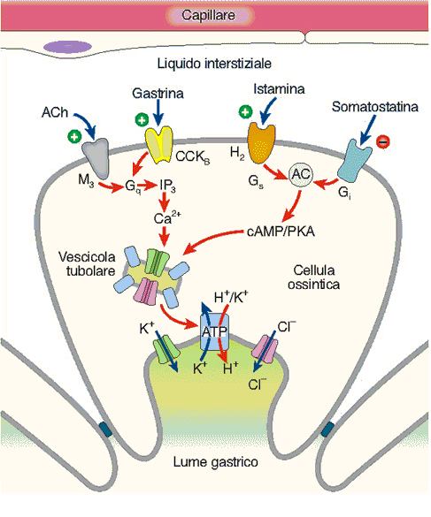 Secrezione acida Cellula ossintica Regolazione