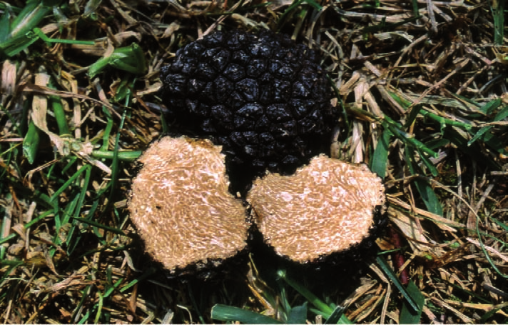 Manuale del ricercatore di tartufi Nome scientifico: Tuber aestivum Vittadini forma uncinatum Autore: (Chatin) Montecchi & Borelli, 1995 Nome comune: Tartufo uncinato. CARPOFORO: come Tuber aestivum.