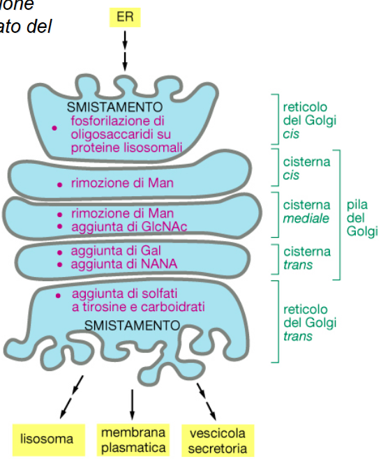 Le due facce dell apparato di Golgi possiedono enzimi diversi A livello dell apparato di Golgi avvengono i seguenti fenomeni: Glicosilazioni, o comunque modificazioni nei residui oligosaccaridici già