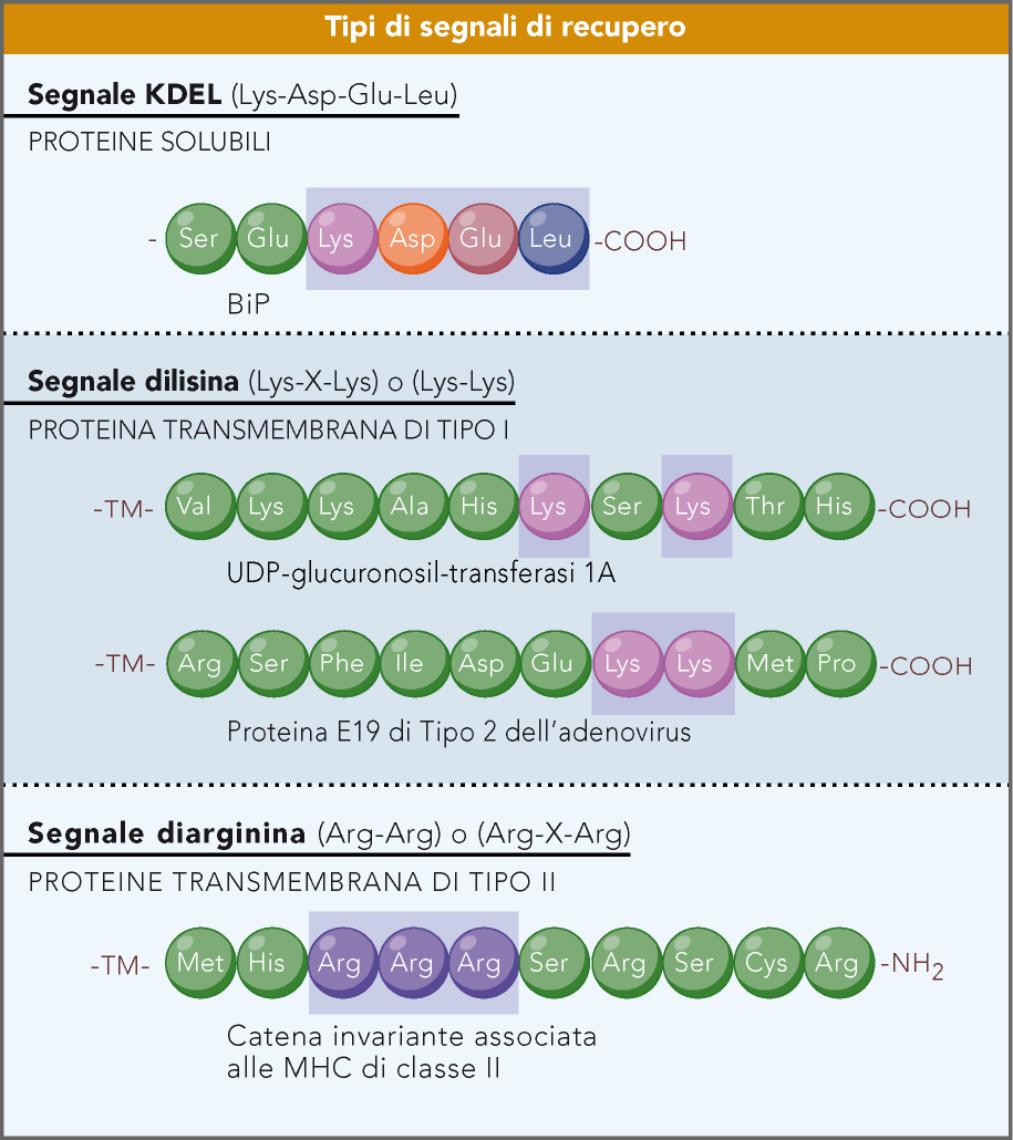 Il trasporto retrogrado (Golgi ---> RE) permette di ricondurre al RE proteine solubili o transmembrana