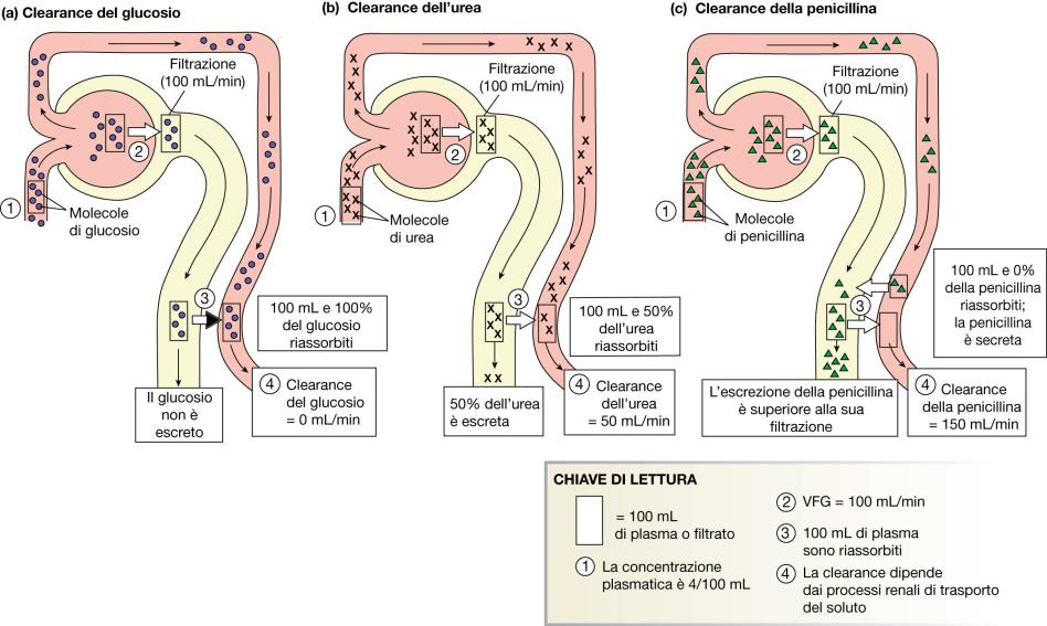 3 condizioni: 1) Se una sostanza filtra liberamente e non viene né secreta né riassorbita si troverà tutta nelle urine, quindi il volume di plasma depurato sarà uguale al volume di sangue filtrato 2)