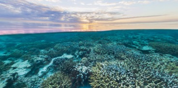 La Grande Barriera Corallina La Grande Barriera Corallina scorre parallela alla costa australiana per 2.000 km.