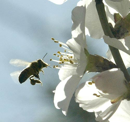 Sistema aperto Anche gli organismi sono sistemi aperti: