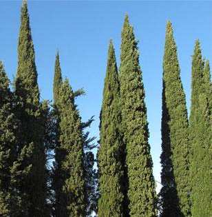 Cupressaceae/Taxaceae Cipresso (Cupressus sempervirens L.) periodo di fioritura: febbraio - maggio Pianta arborea, monoica, a foglie le e squamiformi, addossate al ramo.