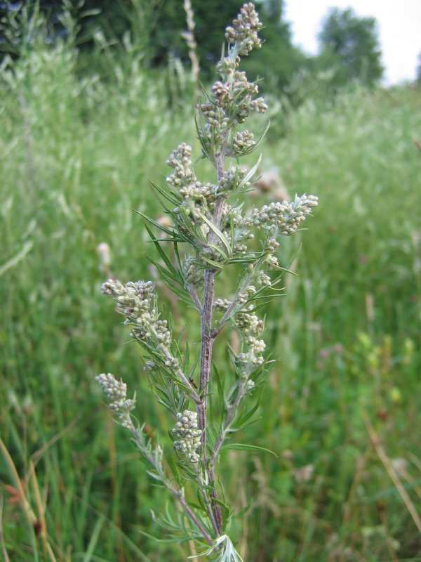 Compositae Assenzio selvatico (Artemisia vulgaris L.
