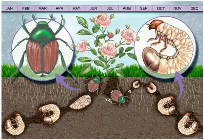 Biologia Da D.M. 17 marzo 2016 Art.