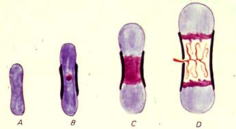 Ossificazione endocondrale (modalità indiretta); FASE 1: processo di ossificazione della diafisi (centro primario) OSSIFICAZIONE A=abbozzo cartilagineo B=formazione del manicotto osseo