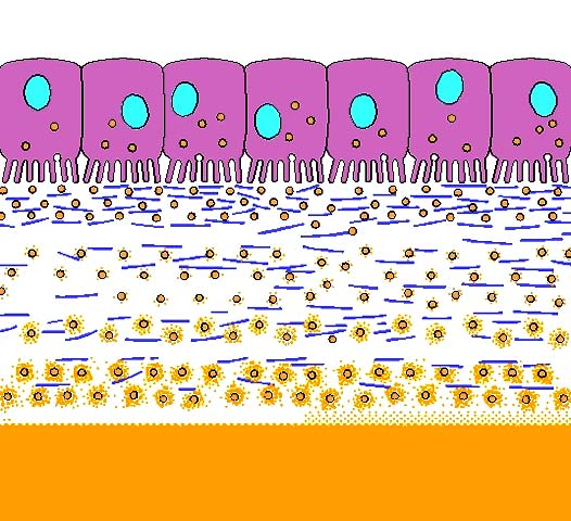 Mineralizzazione della matrice ossea (osteoide) osteoblasti ZONA A vesicole neoformate ZONA B mineralizzazione precoce delle vescicole della