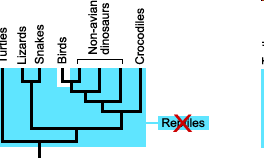 Tuttavia, i rettili non formano un clade, come mostrato nel cladogramma.