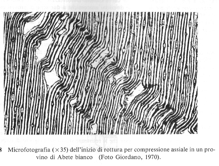 Le caratteristiche meccaniche del legno La rottura a compressione parallela alla fibratura Le fibre si