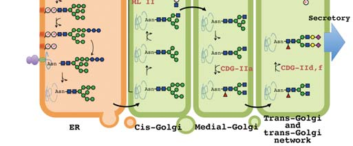 Diagramma schematico che illustra la sintesi degli N glicani in una cellula eucariotica Un glicano pre assemblato è trasferito da un trasportatore lipidico (dolicol pirofosfato; Dol p p) ad una