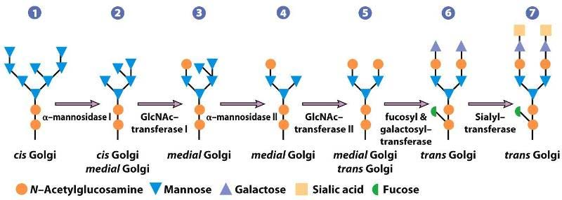 Passi della glicosilazione nell apparato di Golgi http://www.easynotecards.com/uploads/1166/83/_53022d86_13d85ffda7d 8000_00001553.